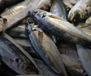 Peixes